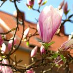 Tulpenmagnolie (Tulpenbaum) Ostermontag, 13. April 2009 (4)