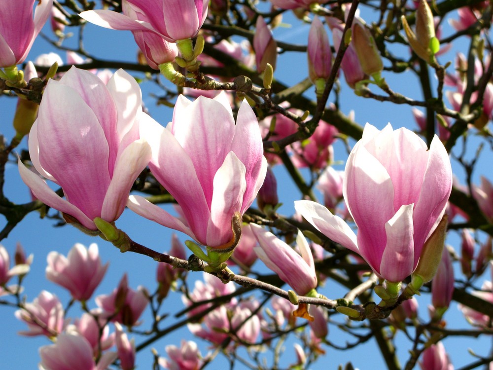 Tulpenmagnolie (Tulpenbaum) Ostermontag, 13. April 2009 (5)