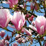 Tulpenmagnolie (Tulpenbaum) Ostermontag, 13. April 2009 (5)