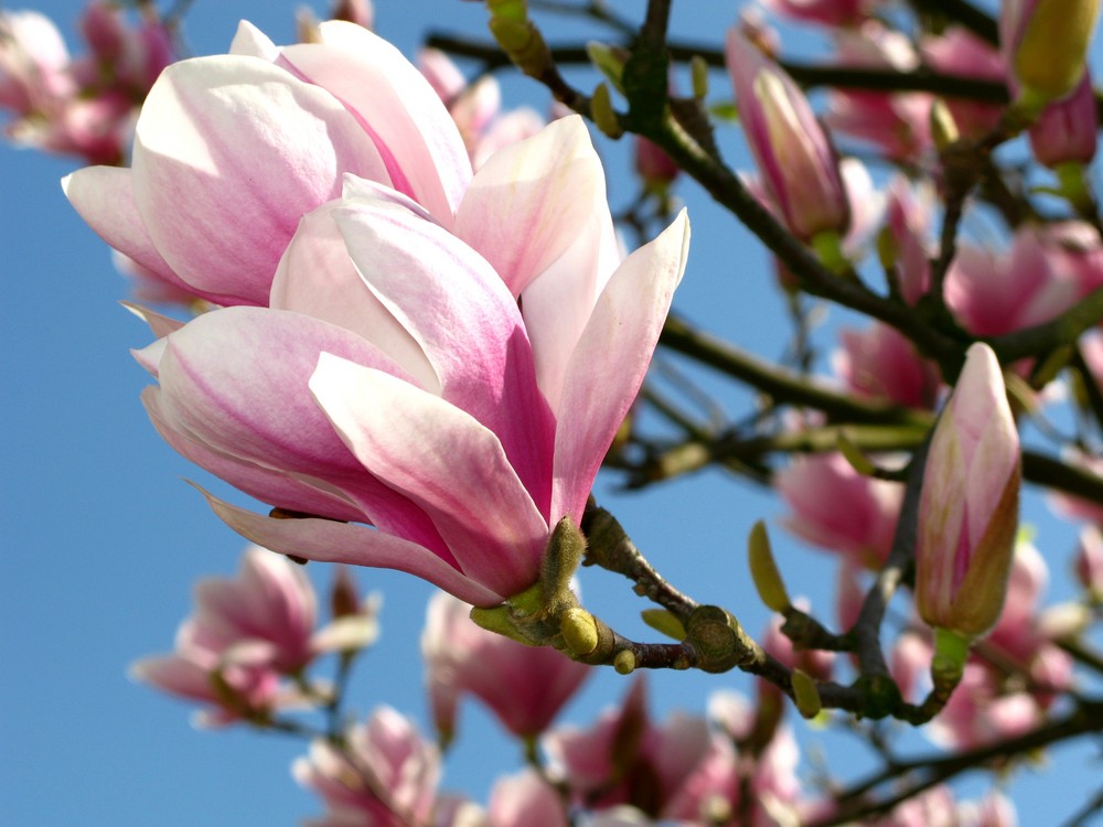 Tulpenmagnolie (Tulpenbaum) Ostermontag, 13. April 2009 (6)