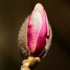 Tulpenmagnolien ... ( 2 )