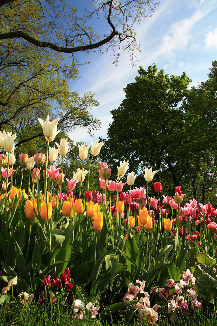 Tulpenmeer