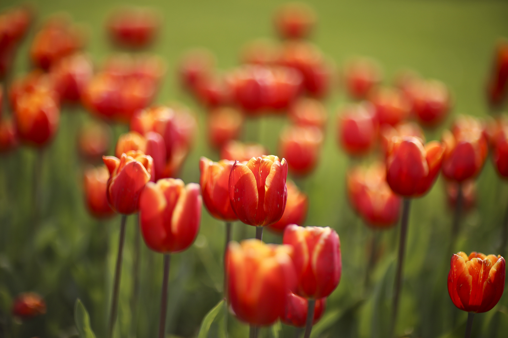 Tulpenmeer