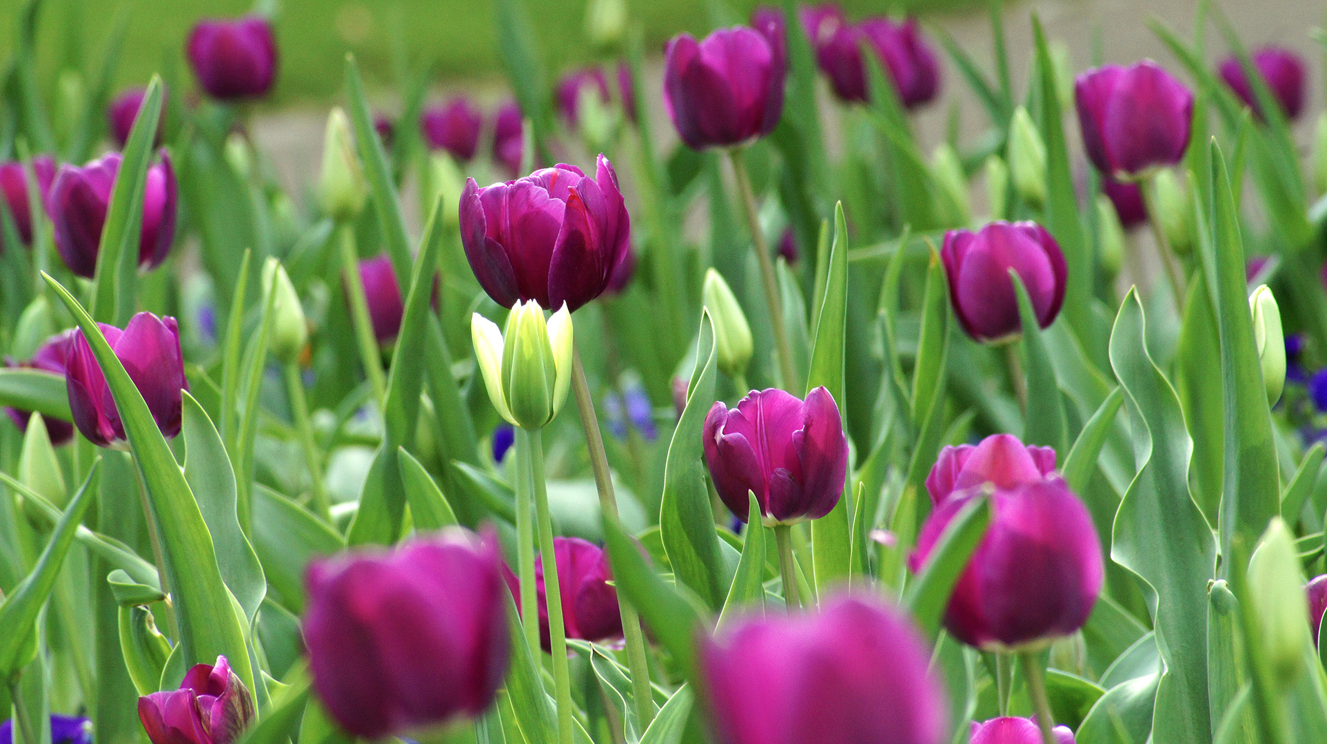 Tulpenmeer