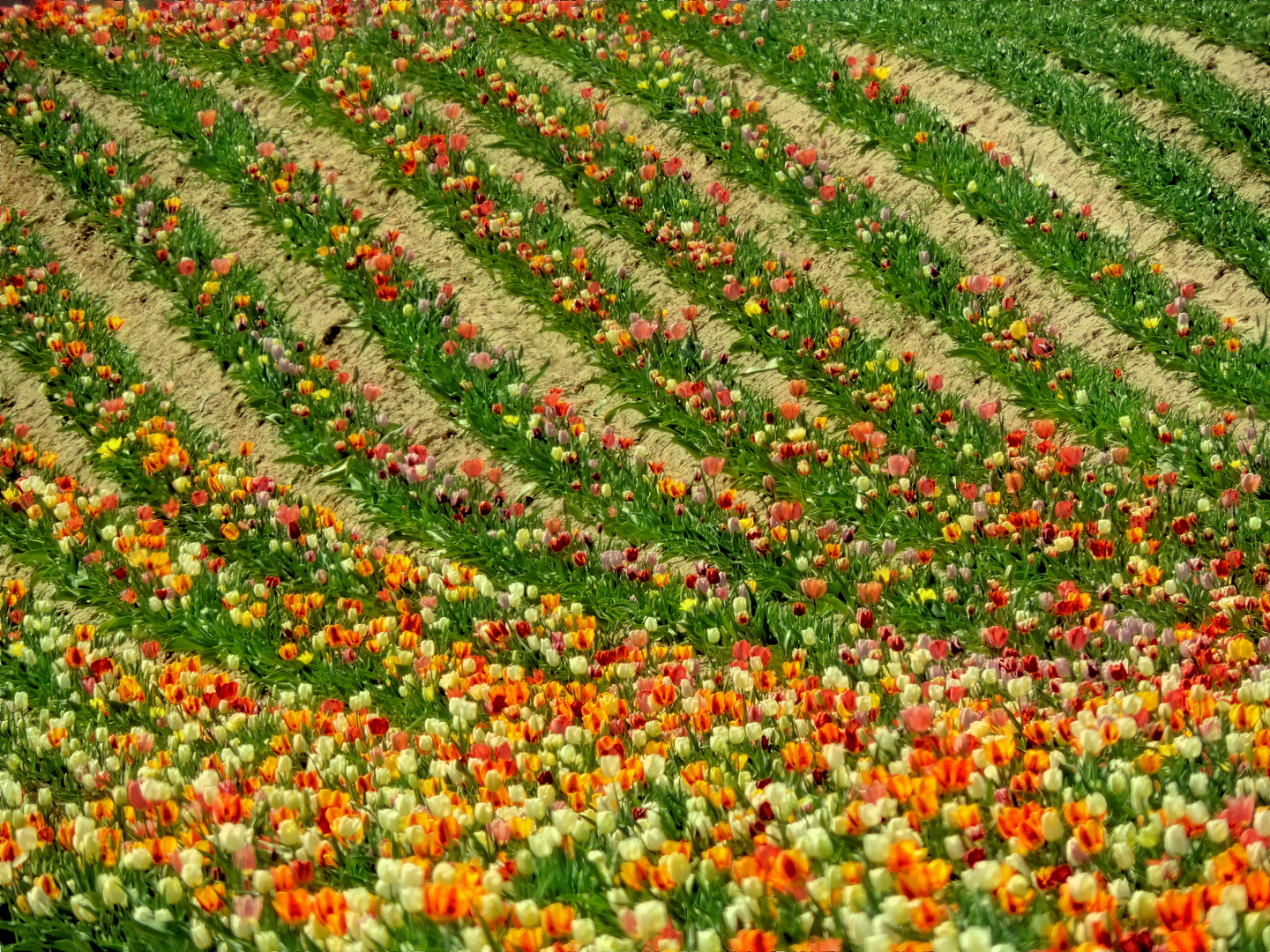 Tulpenmeer