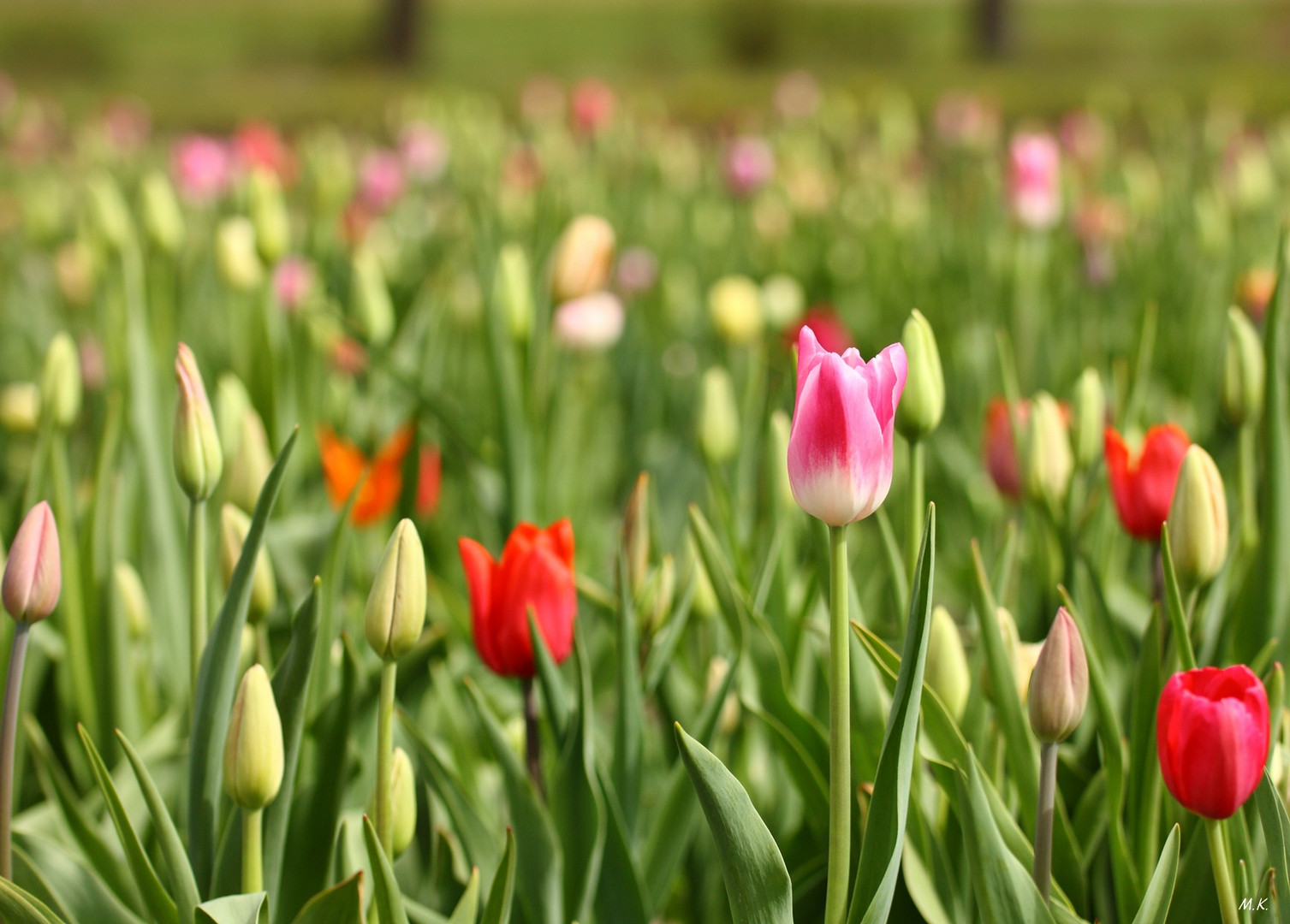 Tulpenmeer