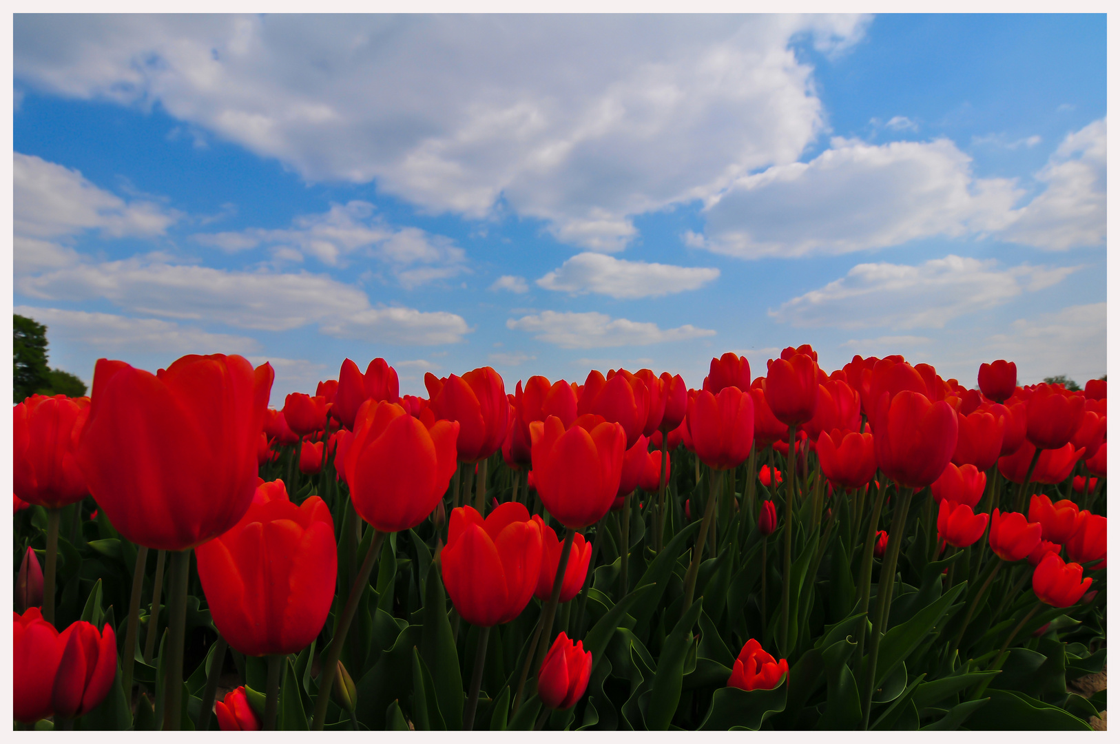 Tulpenmeer