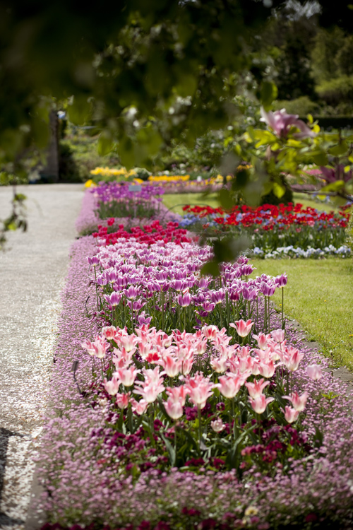 Tulpenmeer 2