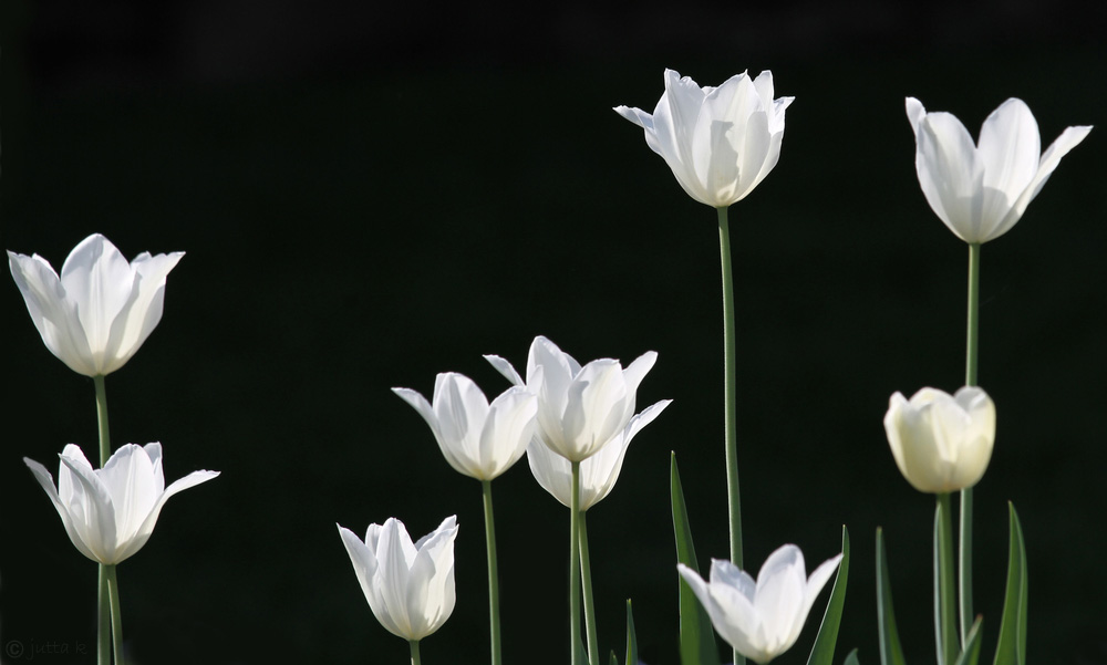 Tulpenmeer