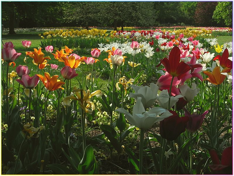 Tulpenmeer