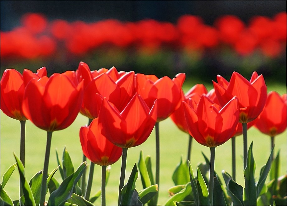 Tulpenmeer