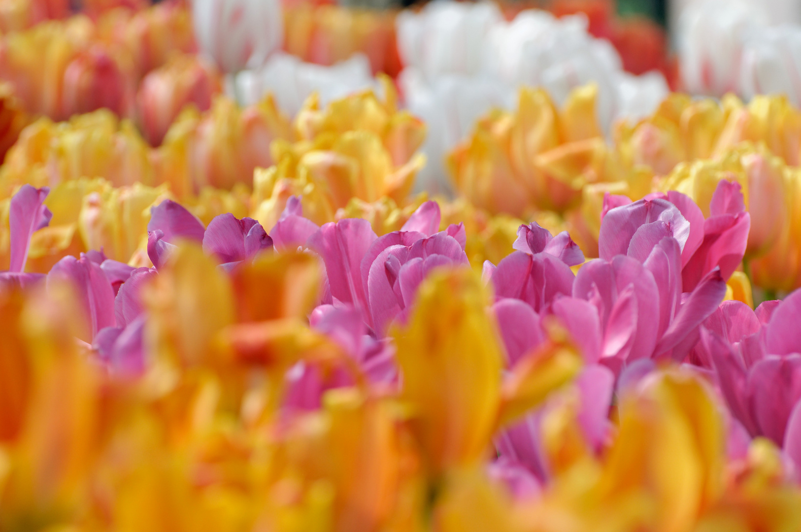 Tulpenmeer