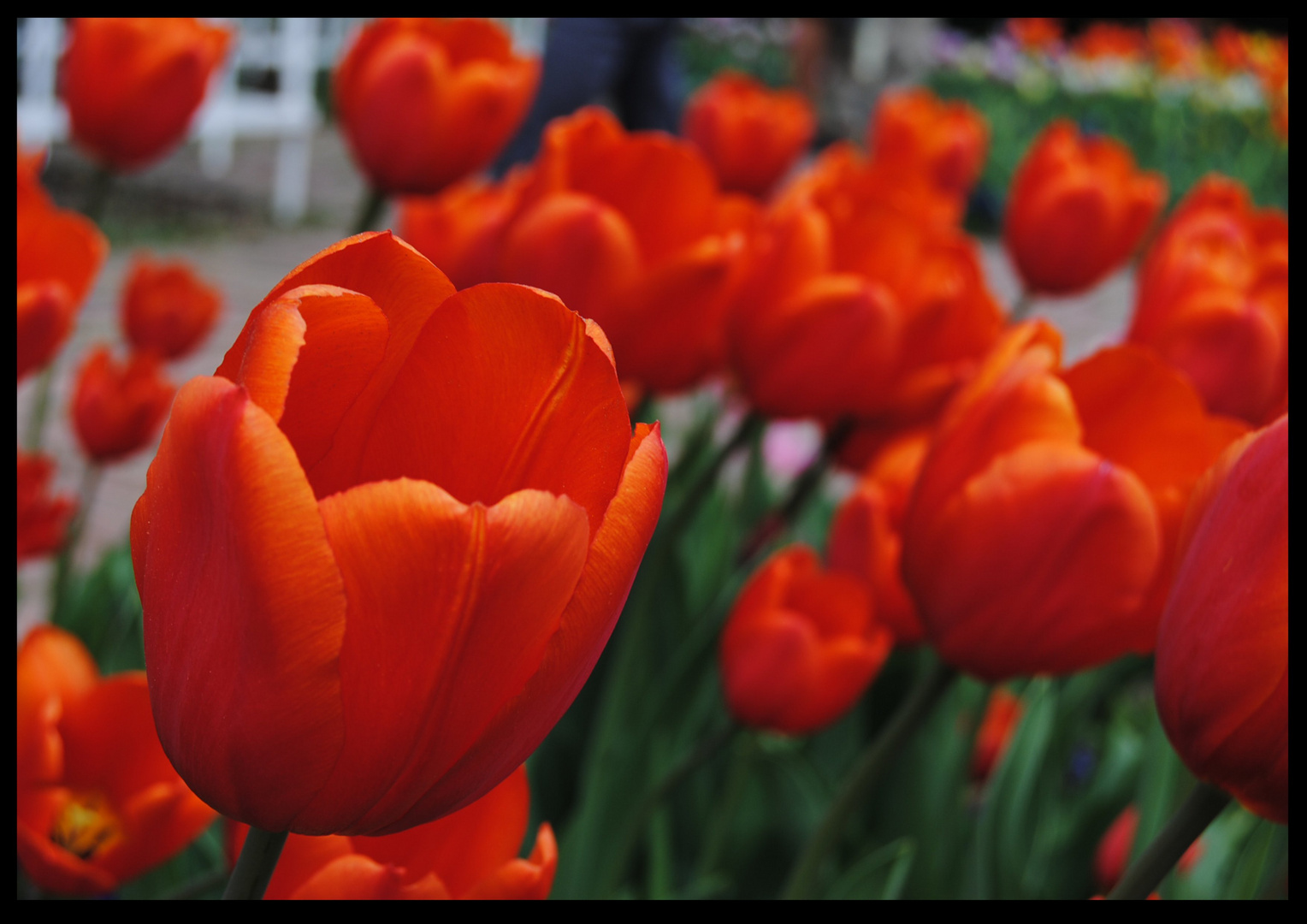 TulpenMeer