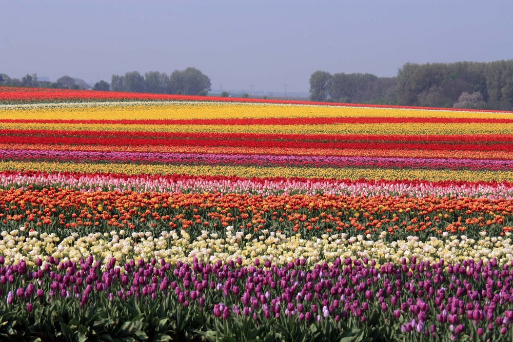 Tulpenmeer