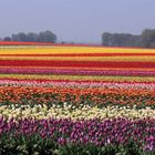 Tulpenmeer