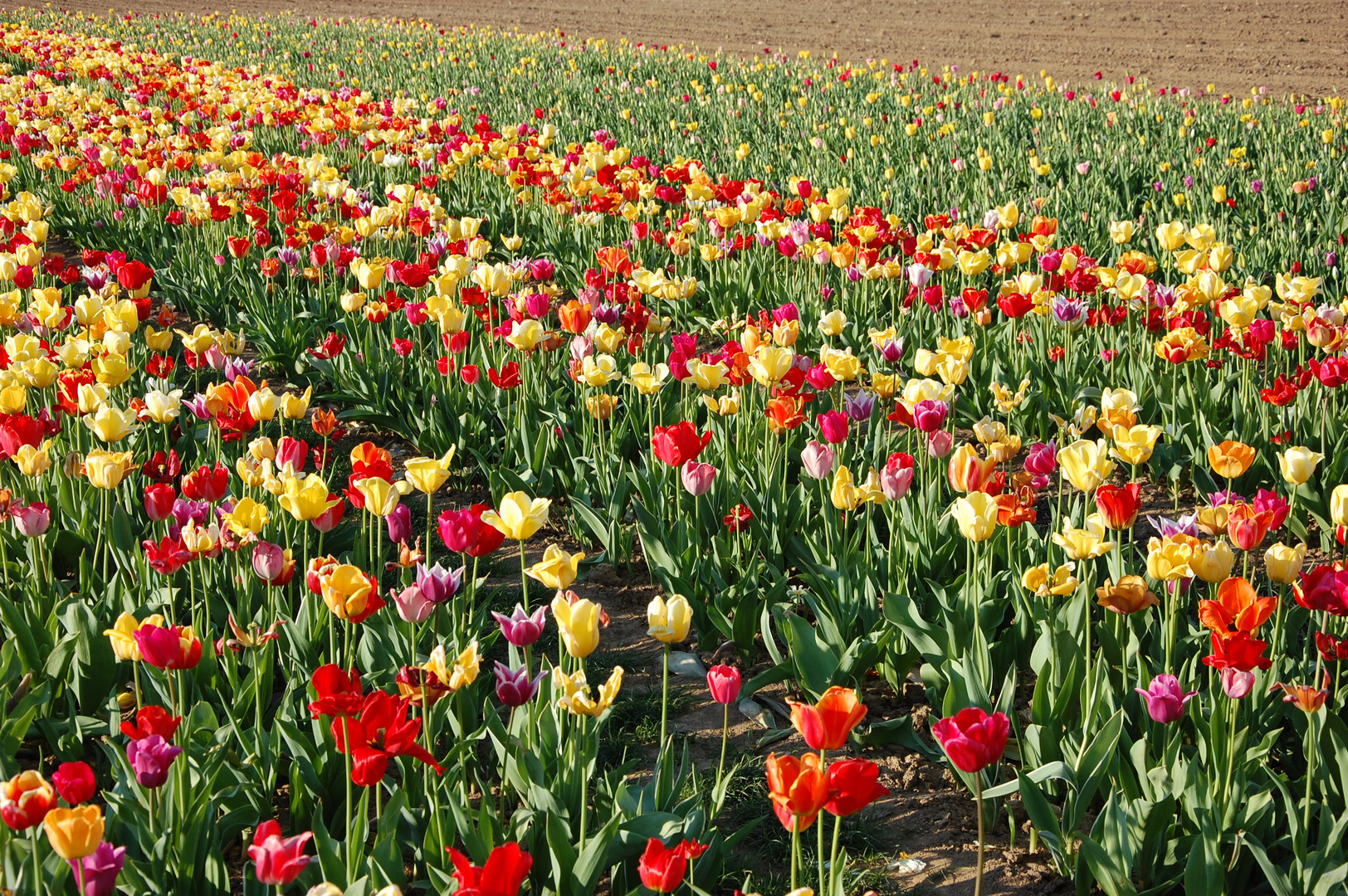 Tulpenmeer