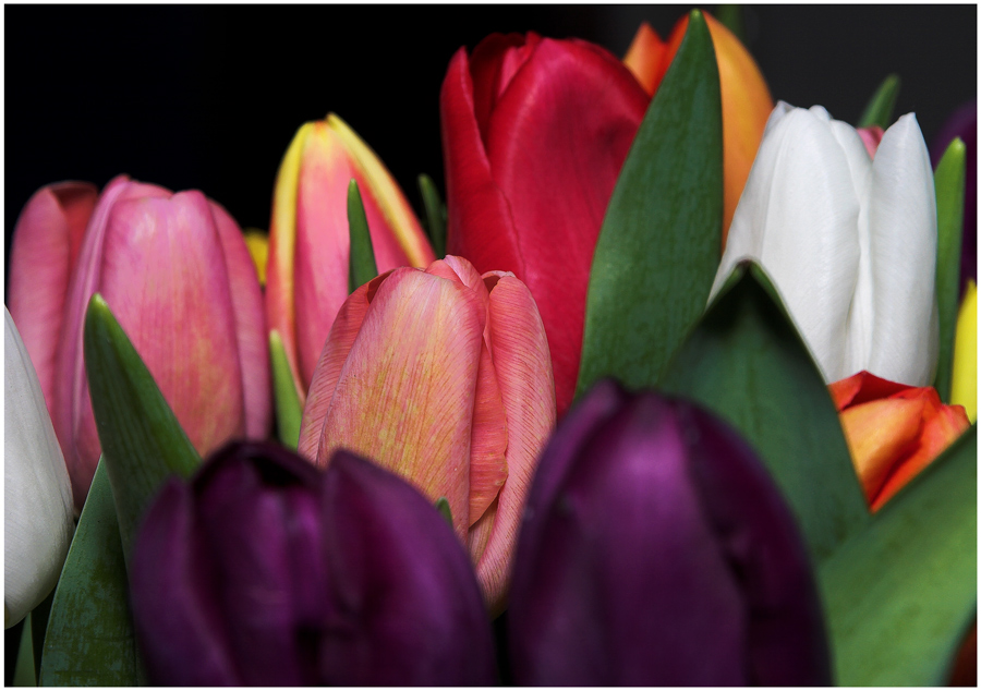 Tulpenmeer (4)