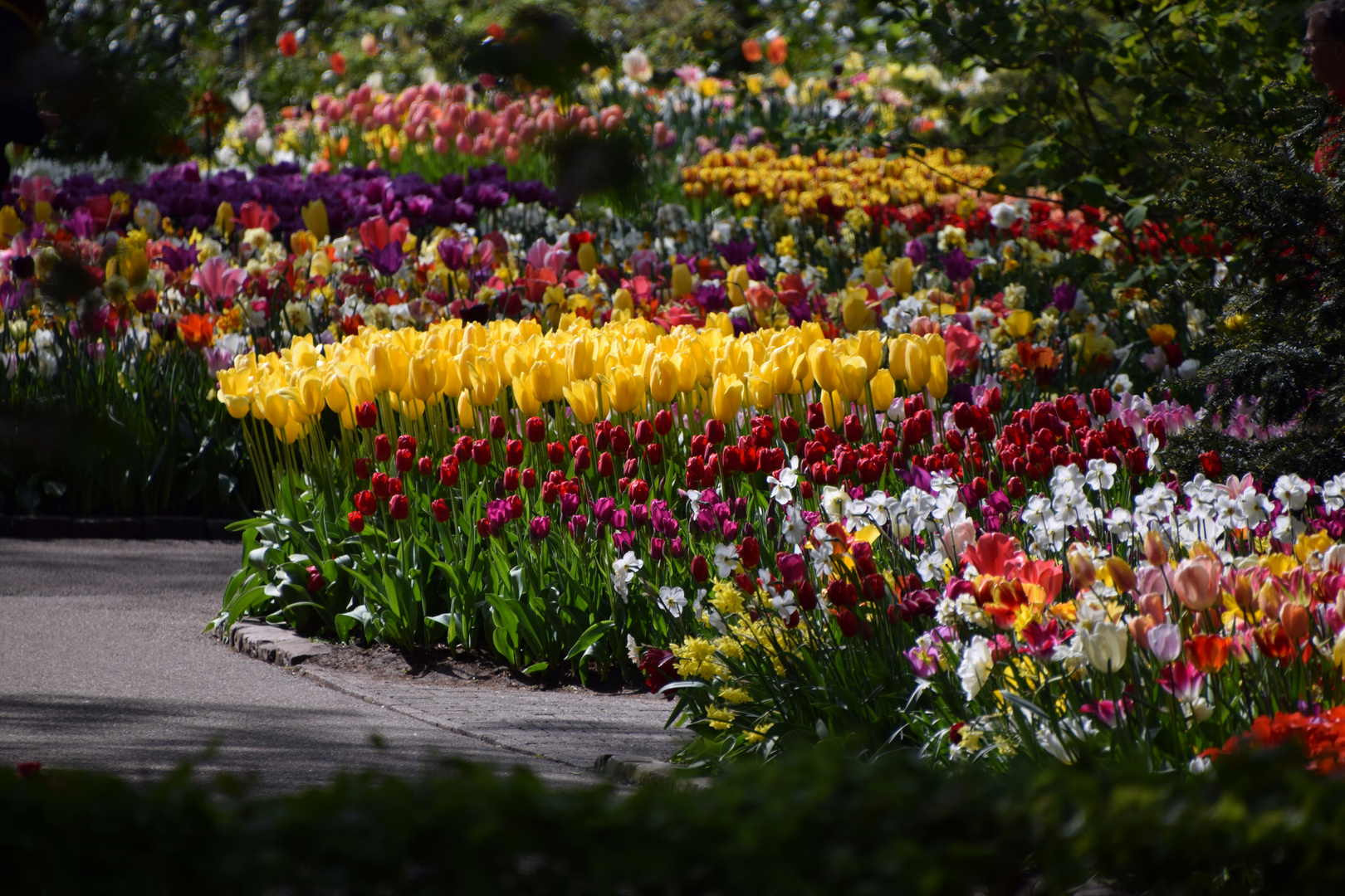 Tulpenmeer