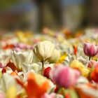 Tulpenmeer