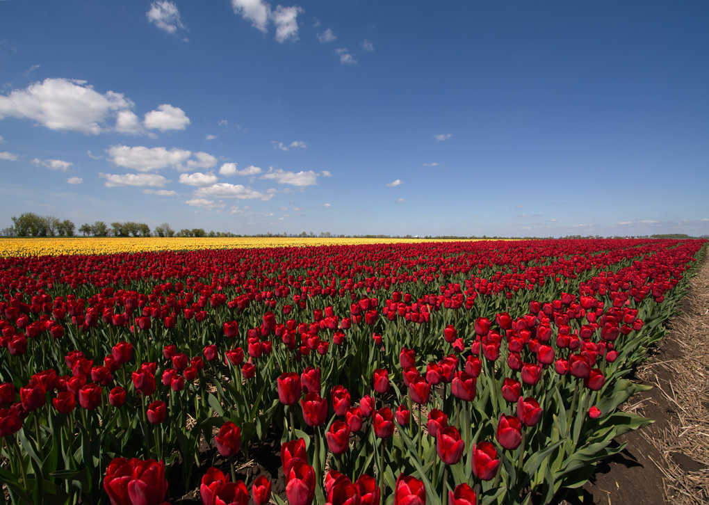 Tulpenmeer