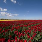 Tulpenmeer