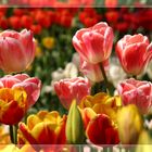 Tulpenmeer