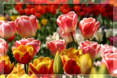 Tulpenmeer