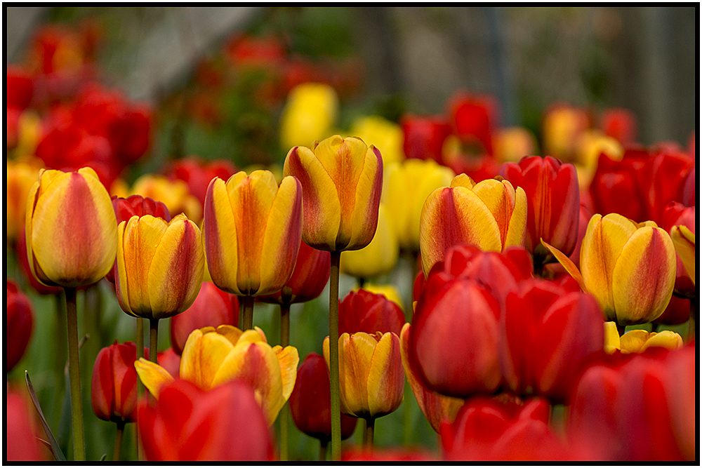 Tulpenmeer