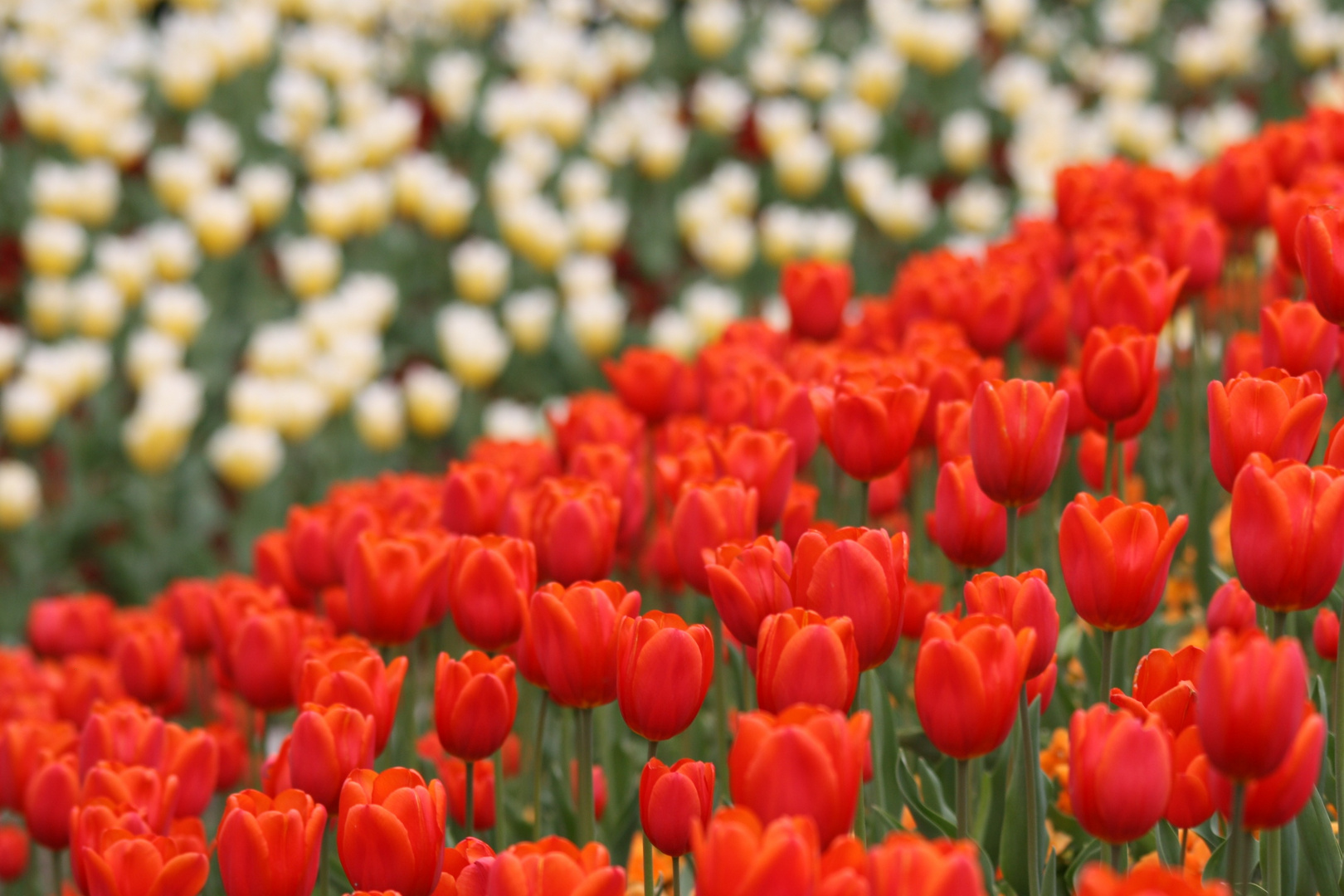 Tulpenmeer