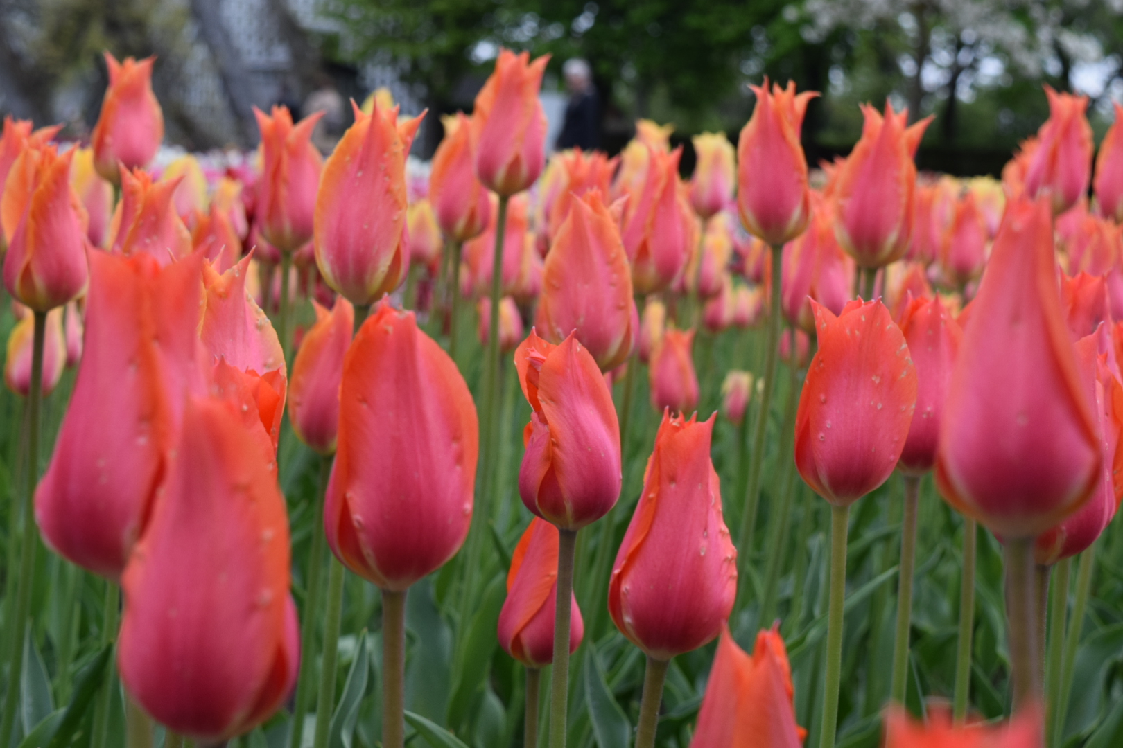 Tulpenmeer