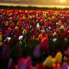 Tulpenmeer