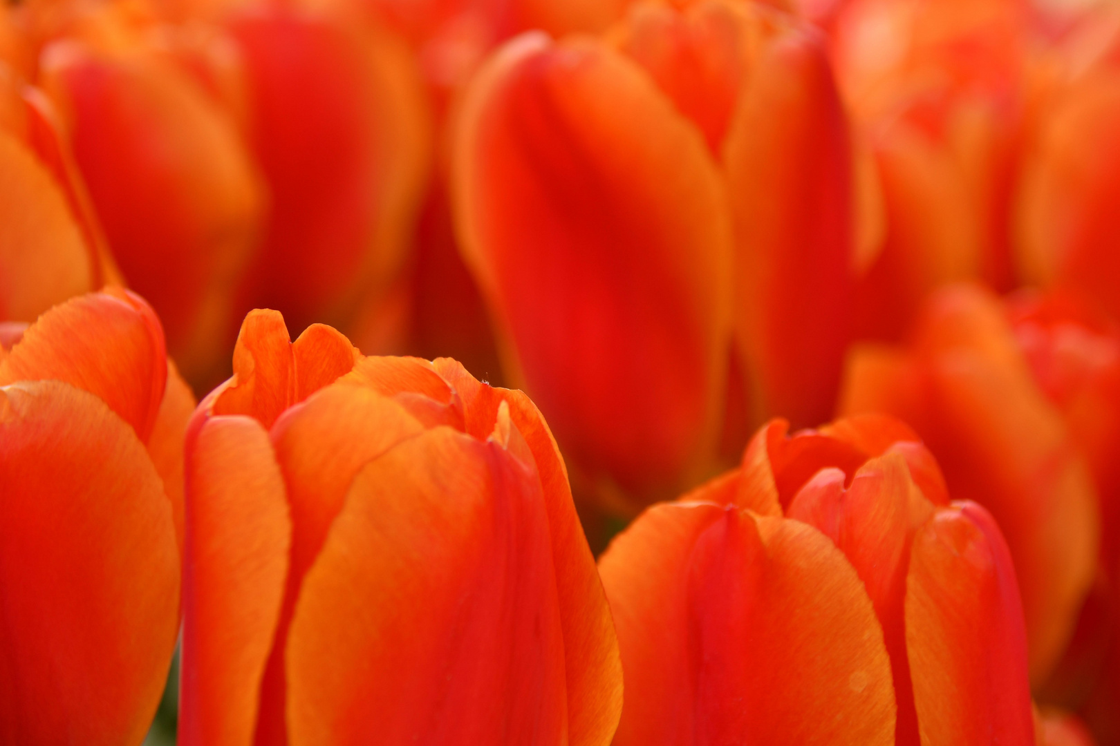 Tulpenmeer