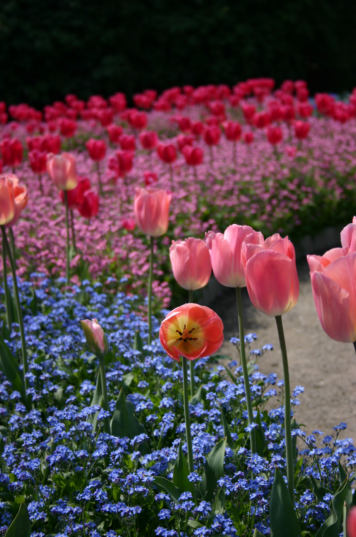 Tulpenmeer