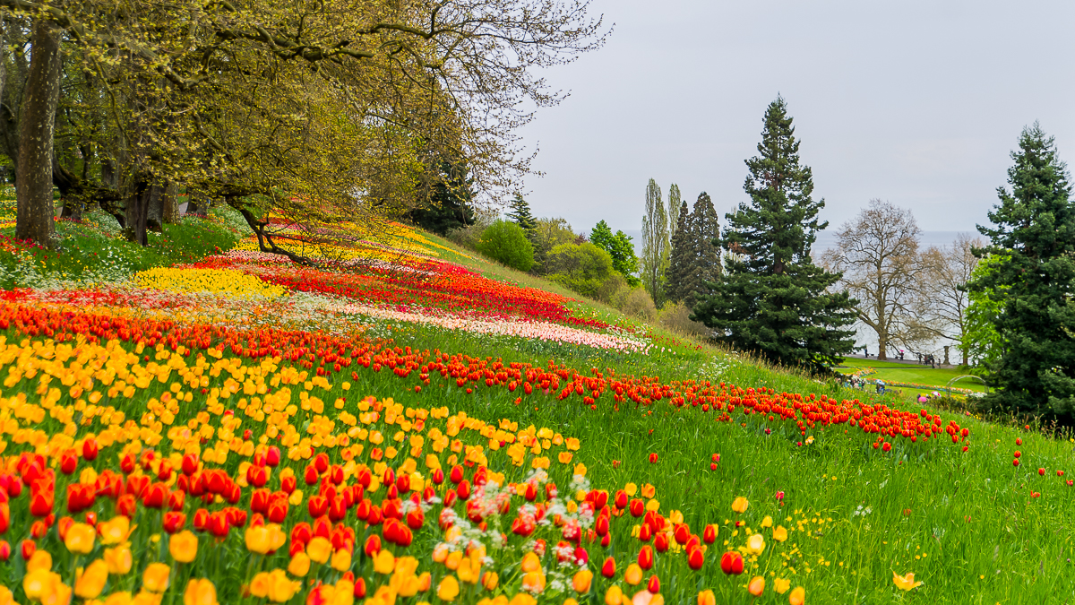 Tulpenmeer