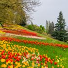 Tulpenmeer