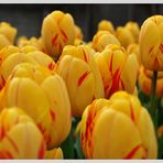 Tulpenmeer