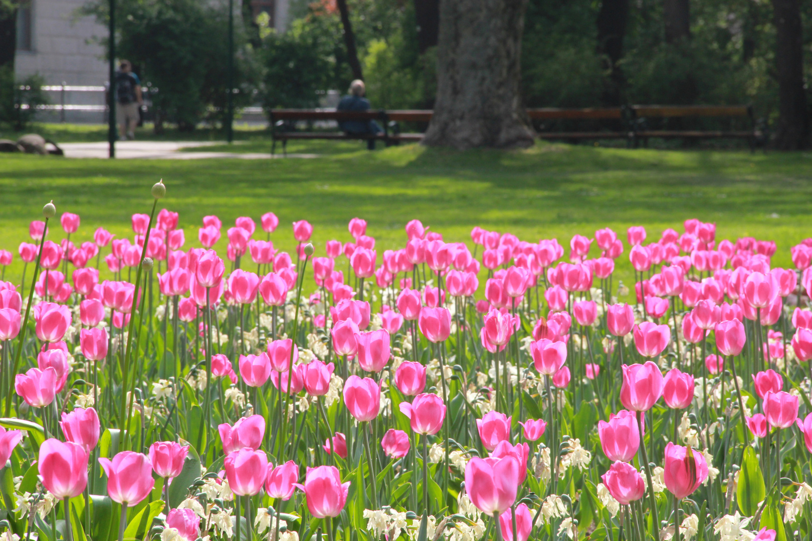 Tulpenmeer