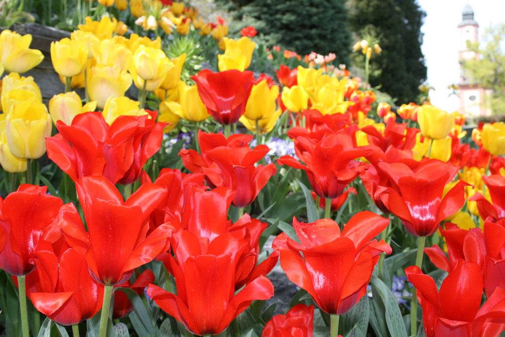 Tulpenmeer