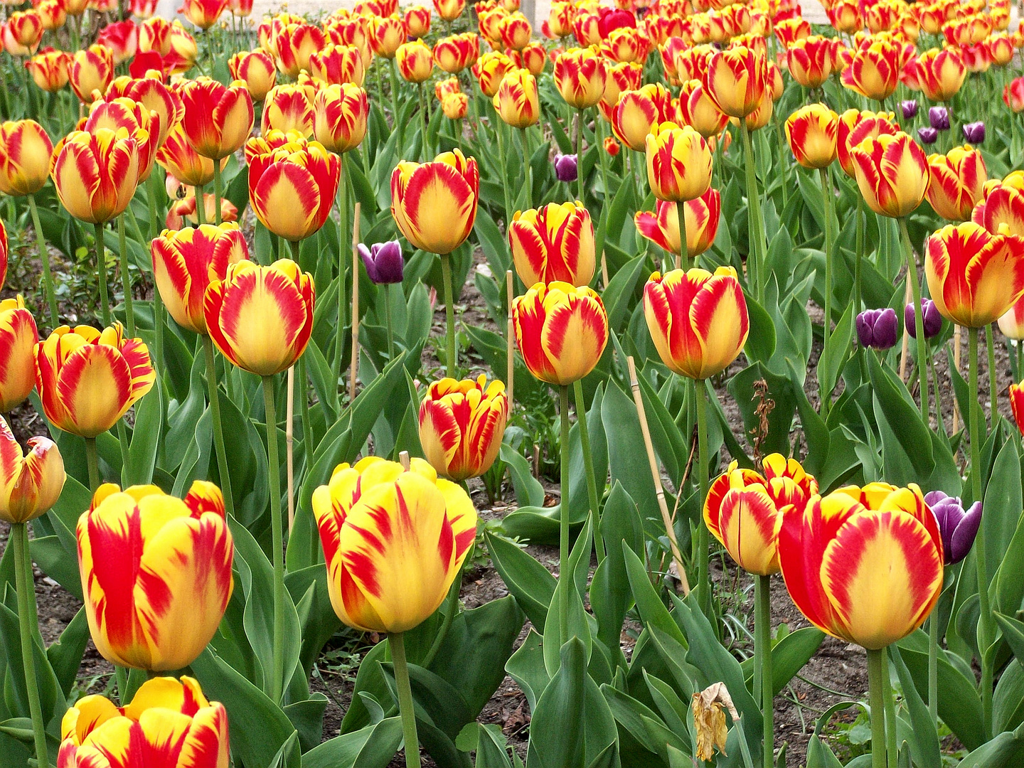 Tulpenmeer