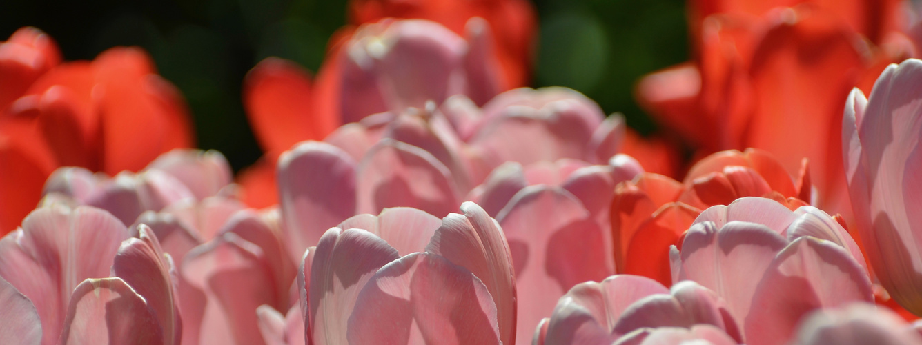 Tulpenmeer