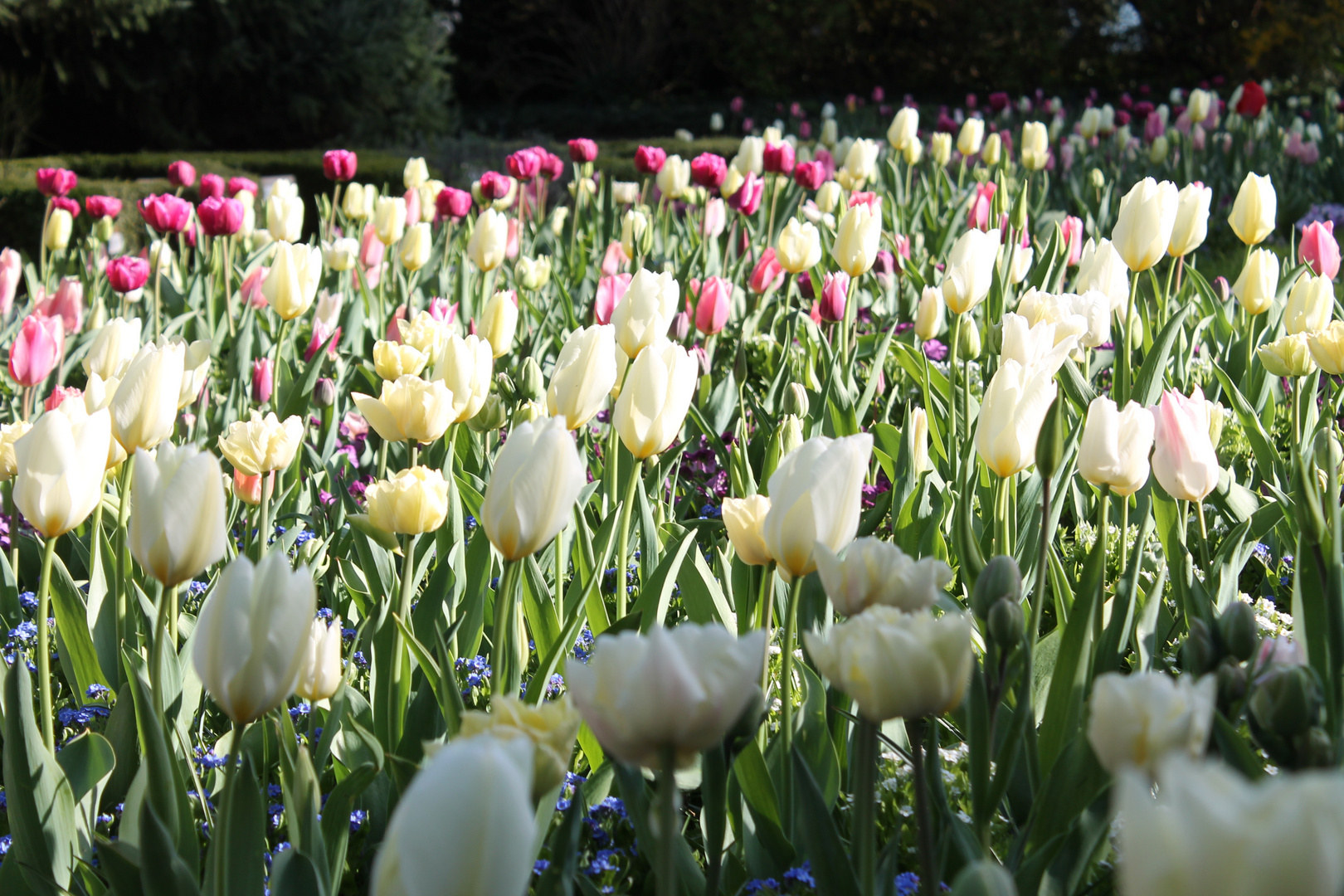 tulpenmeer