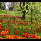 tulpenmeer