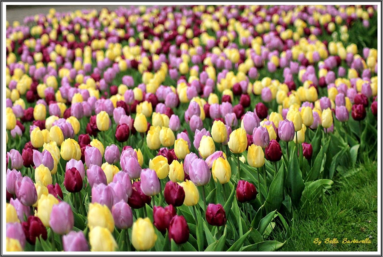 Tulpenmeer