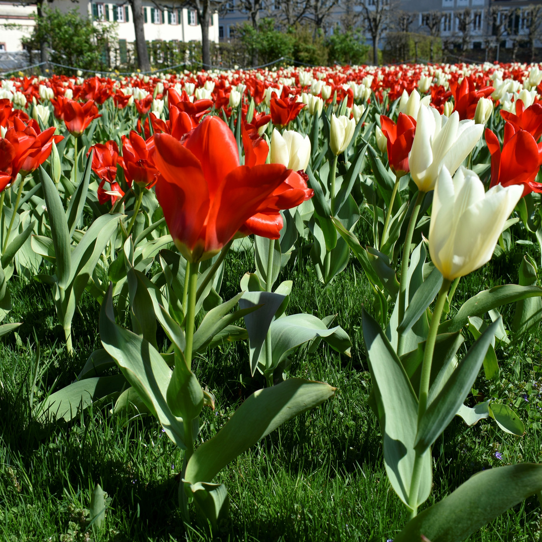 Tulpenmeer