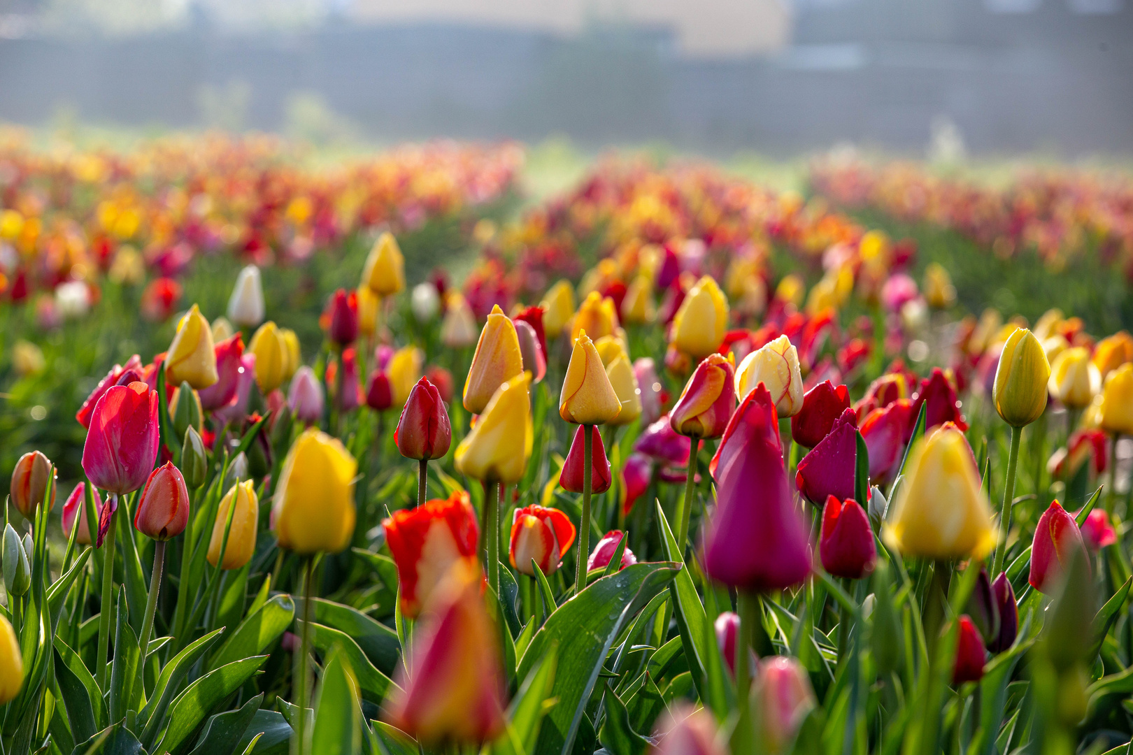 Tulpenmeer