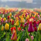 Tulpenmeer