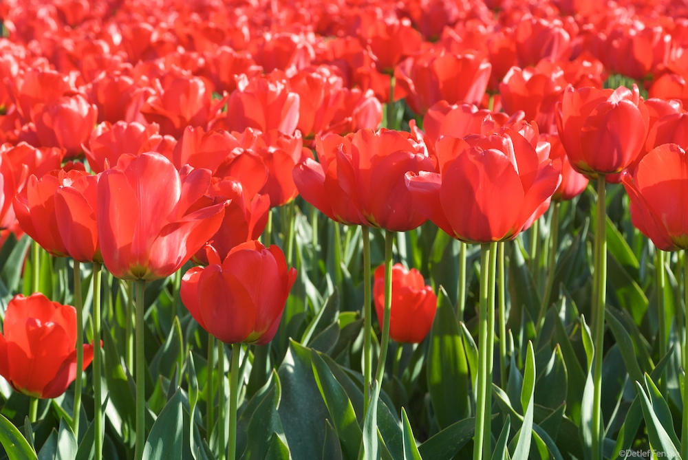 Tulpenmeer