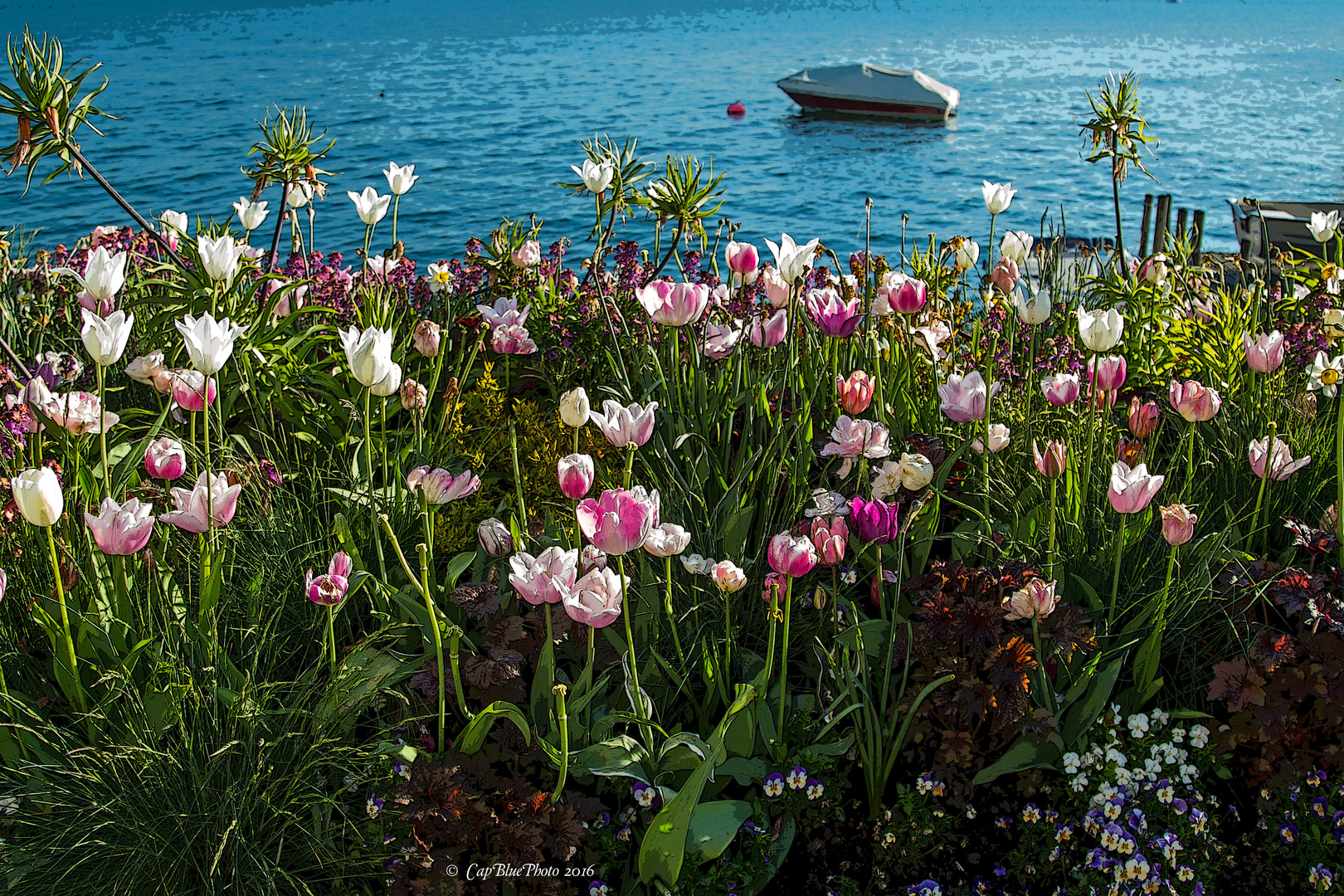 Tulpenmeer am Ufer in Überlingen