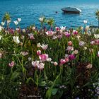 Tulpenmeer am Ufer in Überlingen