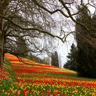 Tulpenmeer auf der Insel Mainau